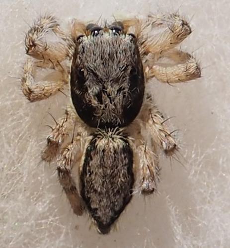 Réf. 240 372 : Menemerus bivittatus